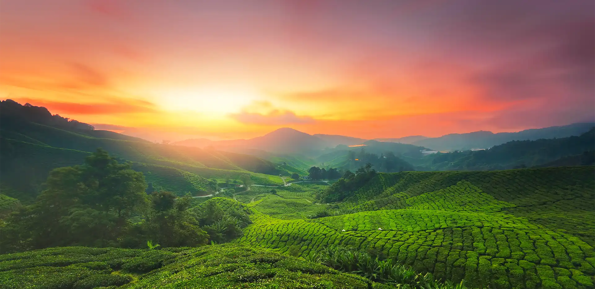 Tea Plantation